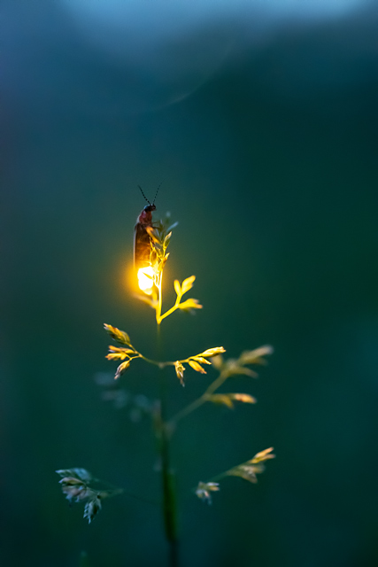irefly reaching and illuminating the top of the grass