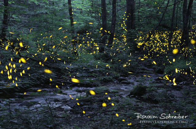Photos of Synchronous Fireflies