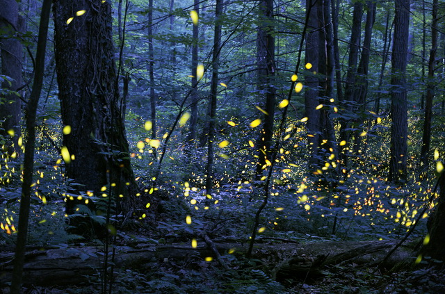 Synchronous Fireflies, FairfyFlies, Elmont Tenessee, Gathering of Souls