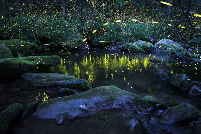 Waterfall and lightning bugs - fireflies, North Carolina