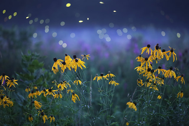 mist flowers and fireflies