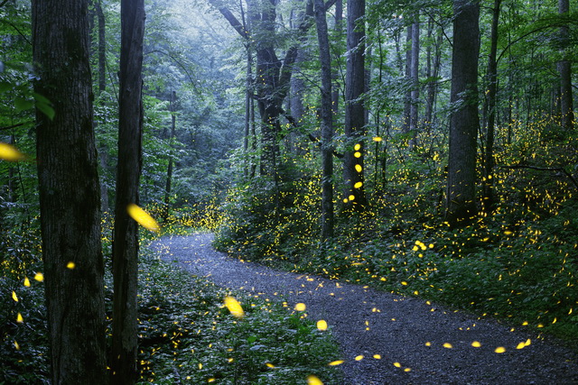 path synchronous fireflies smoky mountains NP, Tennessee