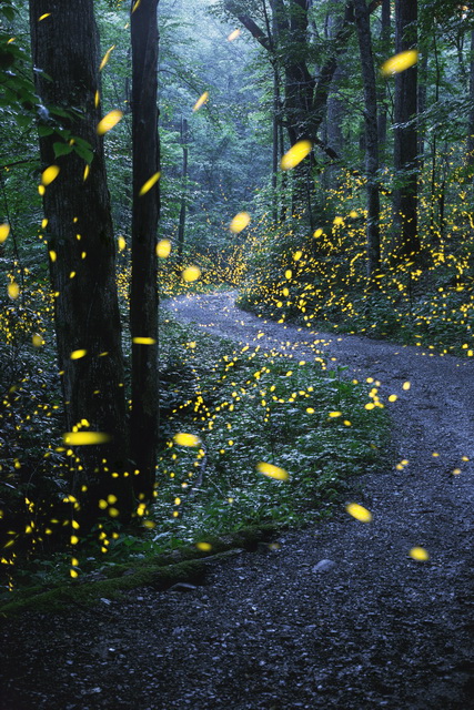 path vertical synchronous fireflies smoky mountains NP, Tennessee