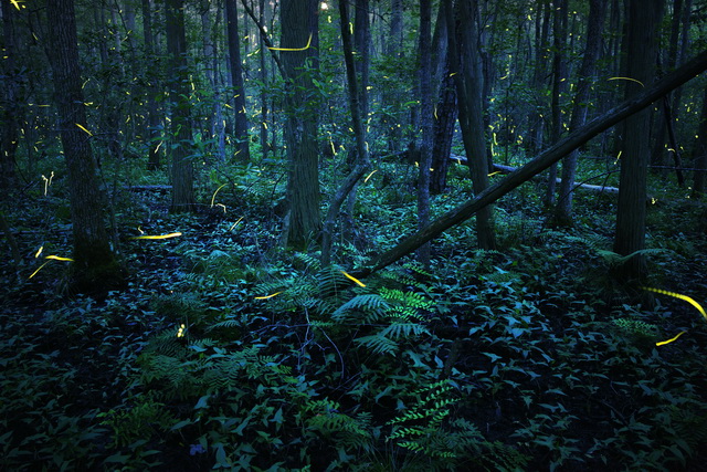 Photuris mysticalampas fireflies