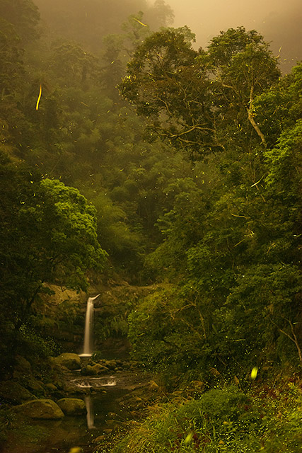 alishan mountain taiwan with waterfall and fireflies