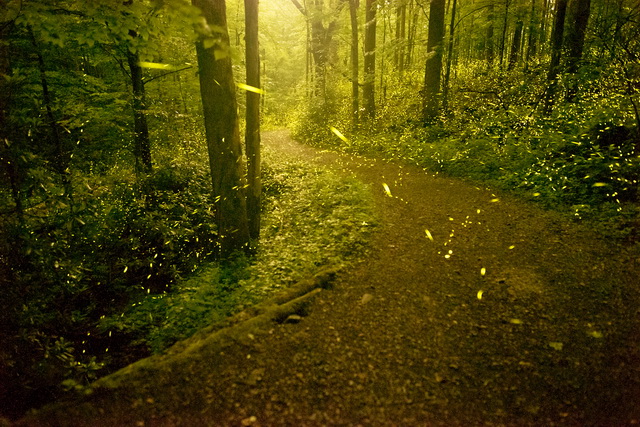 Path to Heaven with fireflies
