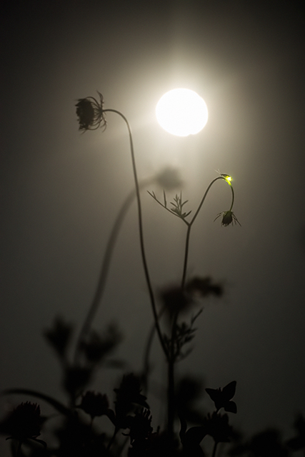 Firefly Moon Solitude