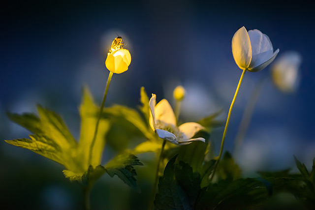 Firefly illuminating flower Wood Anemone Wildflower
