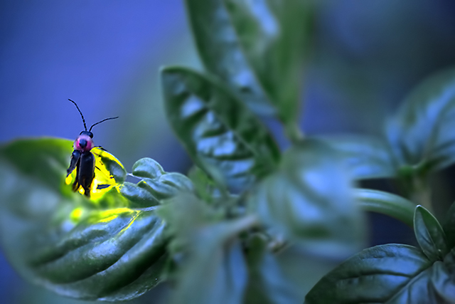 Photinus pyralis - Basil Shine