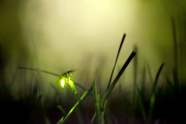 Lightning Bug - Step into the Light