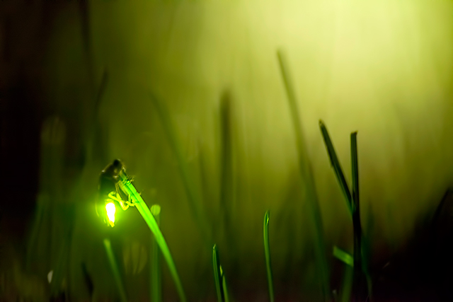 Firefly - Grass Forest