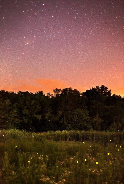 Photo of Fireflies - Path to the Stars