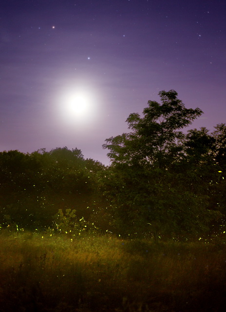 Photo of Fireflies - Path to the Stars