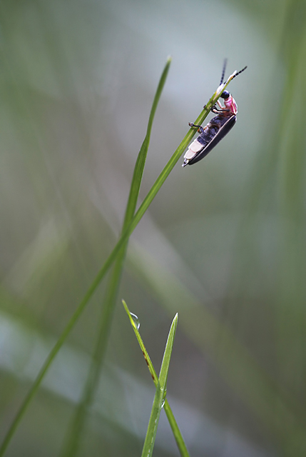 Firefly during daytime