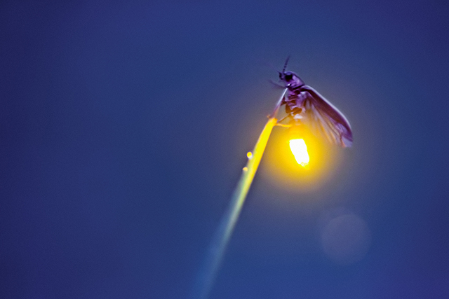 Photograph of a Firefly, The Lightning Bug