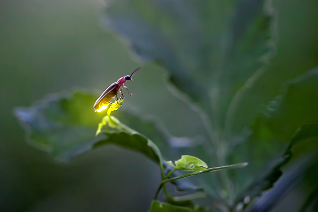 Firefly balancing on a leaf