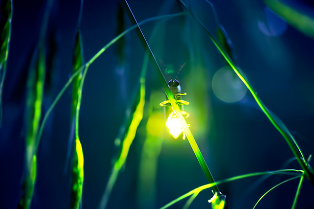 Bioluminscent Glow