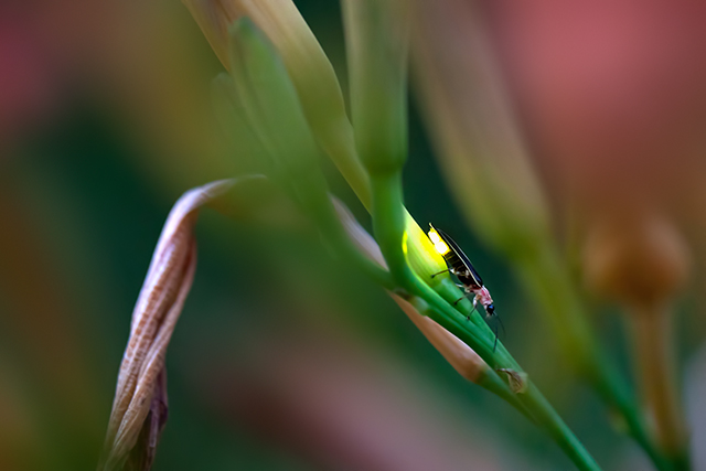 Firefly on a Orange Day Lily