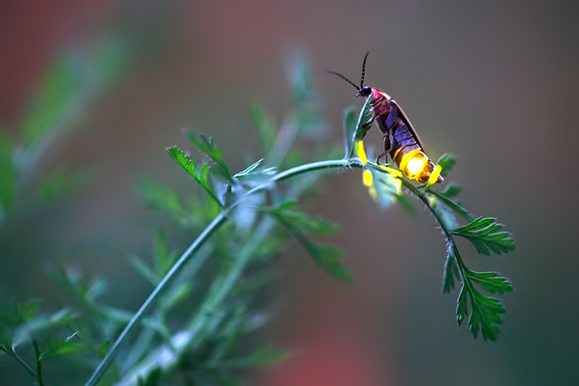 Signaling Female Firefly, Photinus Pyralis