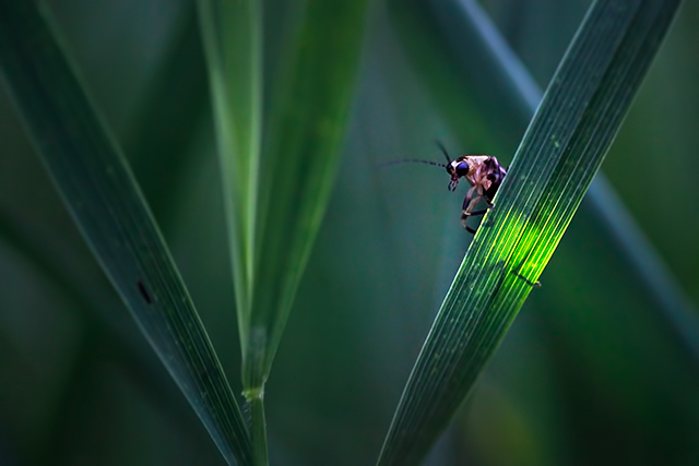 Firefly - Light behind Leaf