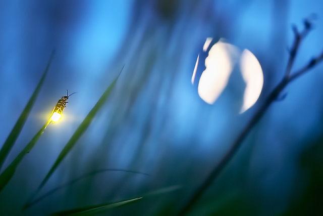 Firefly and Moon, Photinus Pyralis