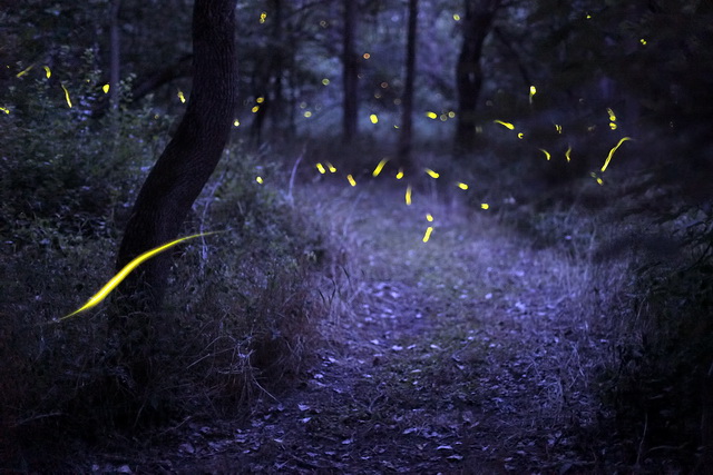 Magic Forest with Fireflies
