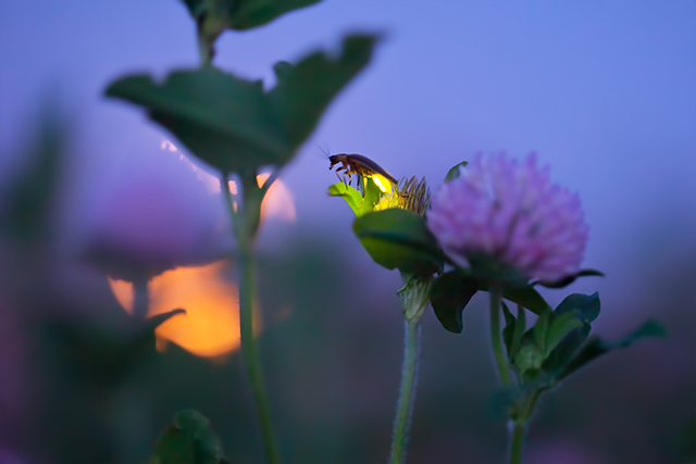 Full Moon and Firefly With Clover Flowers