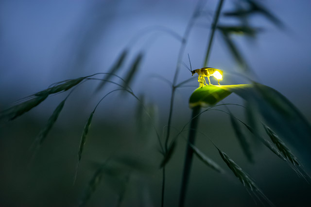 Firefly (Photuris) in Delicate Light