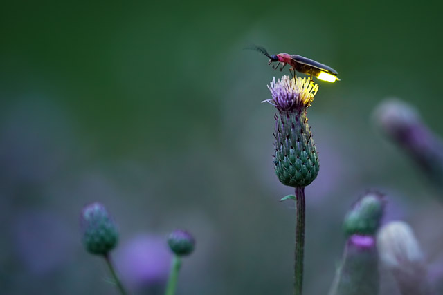 Firefly on a purple thistle flower